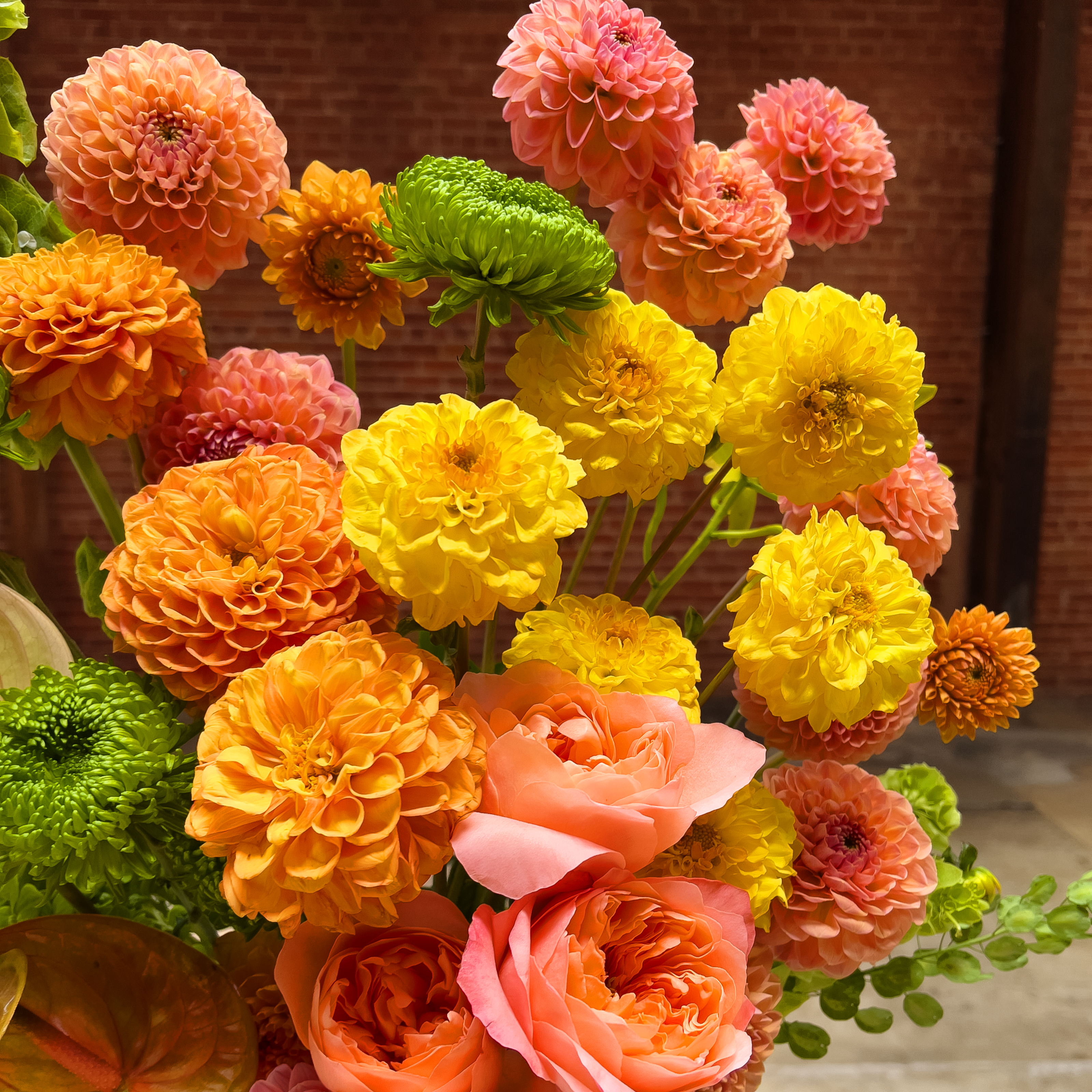 Dahlia Sunrise Dream